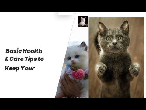 Cats : Basic Health & Care Tips to Keep Your Cat Healthy