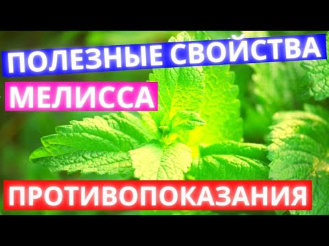 Мелисса: Вся Польза и Вред. Правда о Применение в народной медицине, косметологии и хозяйстве