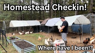 🏡 Homestead Check-In | Fall Garden Update 🍂 Winter Pantry, New Baby Chicks 🐣 | Backyard Chicken Life