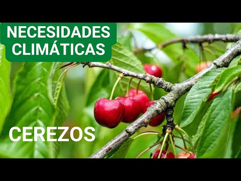 🍒  Clima para cultivo del cerezo | ViLab