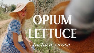 Opium lettuce (Lactuca virosa) : a free and natural analgesic. From "weed" to medicine.