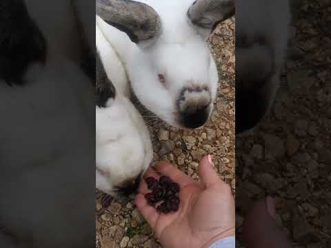 YouTube video about: Can rabbits eat cranberries?