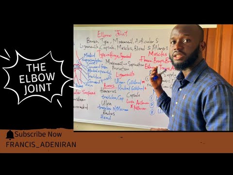 Anatomy of the Elbow Joint: Bones, Muscles & Movements 