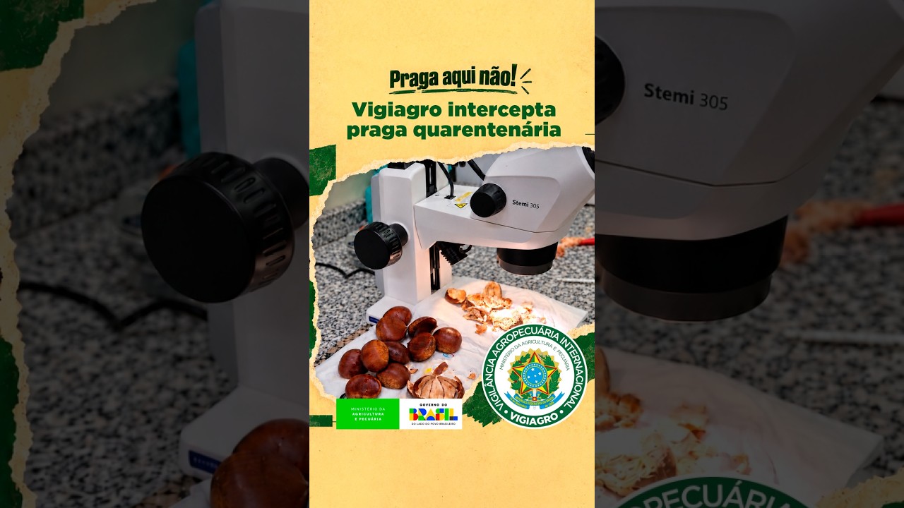 PRAGA AQUI NÃO! INTERCEPÇÃO DE PRAGA QUARENTENÁRIA EM GARULHOS