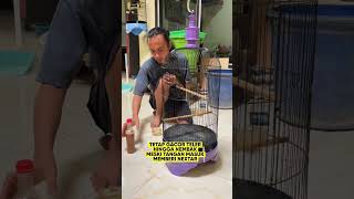 Download lagu penawaran terbaru burung cucak keling ini 6.2jt belum dilepas #burung #kicaumania #qinarabanyuwangi mp3
