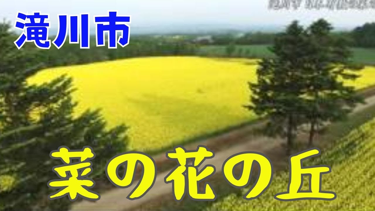 絶景ドローン〝季節彩る花畑〟　滝川市　菜の花の丘