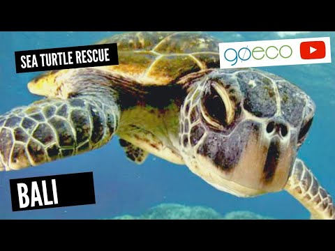 GoEco VOLUNTEER Trip Vlog - The SAVING and Conservation of the Bali’s Sea Turtles!