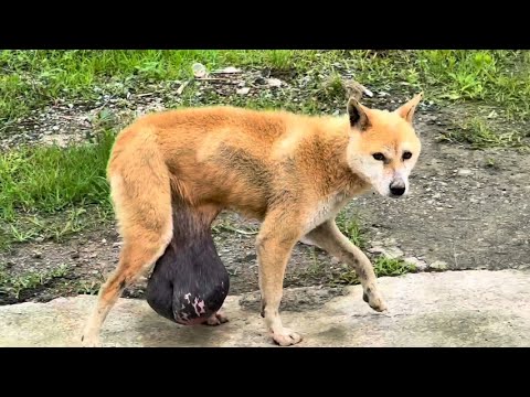 Rescue Dog Video Thumbnail