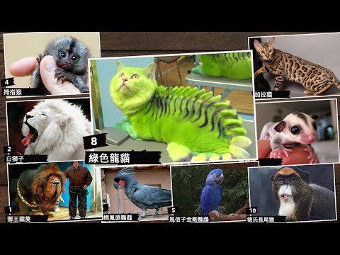 , title : '來學習世界上十種價格最高的動物'