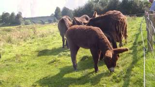 preview picture of video 'Poitou Esel in der Steveraue in Olfen'