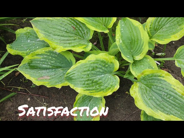 Хоста Satisfaction