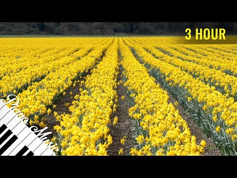 Daffodils - Piano Meditation