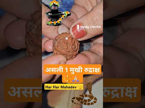 Real 1 Mukhi Rudraksh 🔱🙏🏻 #mahashivratri #shortvideo #shiv #mahadevbhakt #harharmahadev #trending