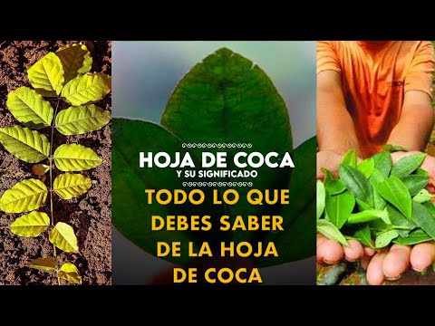 Coca in Bolivia | Benefits of Coca Leaf | Everything You Need to Know