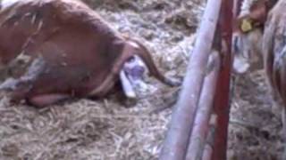 preview picture of video 'easy calving simmental.wmv'