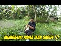 Apakah Ayam Termasuk Dalam Hama Budidaya Ikan Hias