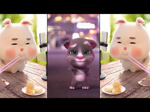 funny super cute fat rabbit vs Tik Tok Pika pika pikachu Mèo Nhạc - TikTok #5