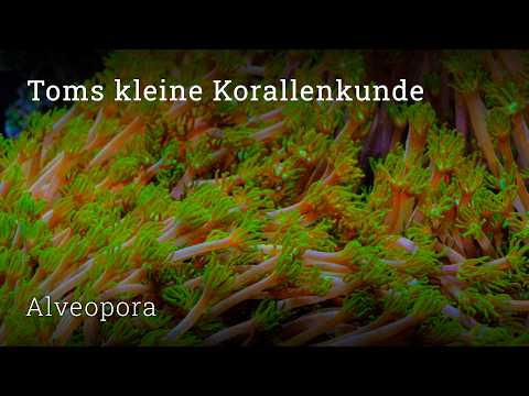 Tom's Little Coral Guide: Alveopora