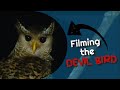 Filming The Devil Bird Of Sri Lanka