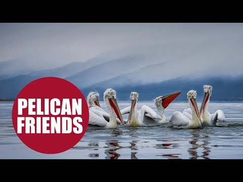British photographer spends two weeks befriending huge 'Dalmatian Pelicans'