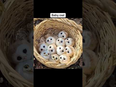 Animals you haven’t seen as babies😳 #shorts