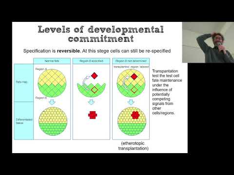 02 fate and potential, part II e Lineage tracing part I