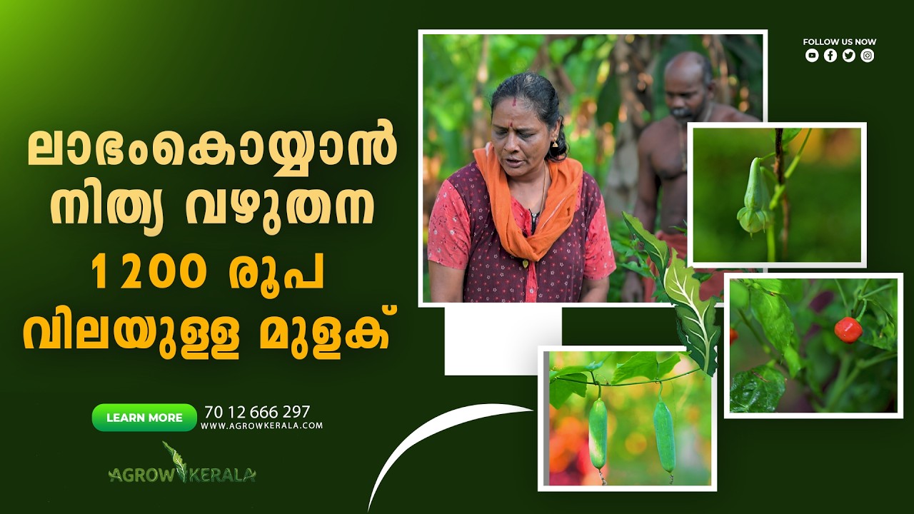 Chilli worth Rs 1200 to reap profits from eternal brinjal