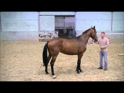 con air x claudio son