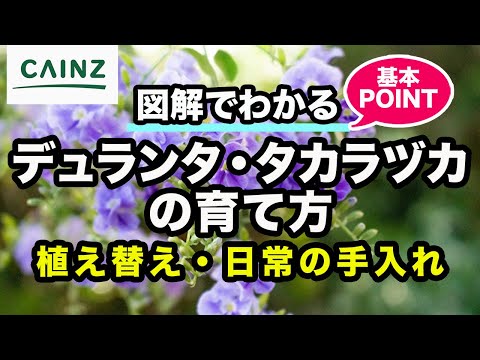 園芸 アスコセンダ、アスクダ