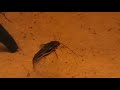 Mystus carcio Mystus carcio