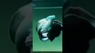 Download lagu proses Breeding ikan Channa barca yg inda di pandang 👀mata #snakehead mp3 Download lagu proses Breeding ikan Channa barca yg inda di pandang 👀mata #snakehead mp3