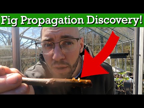 I Accidently Found the EASIEST Way to Propagate Fig Trees