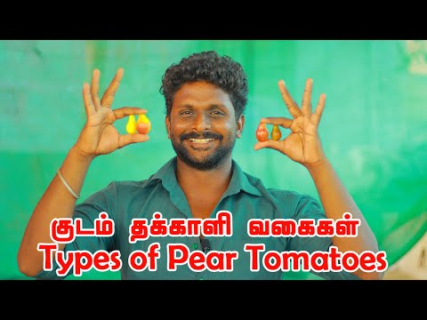 , title : 'நான்கு வகை குடம் தக்காளிகள் | Four types of Pear Tomatoes | அணைக்கட்டு பிரதீப் குமார்'