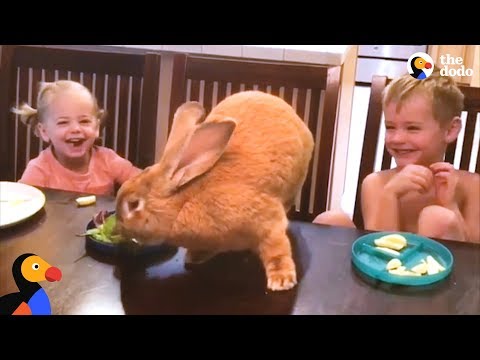 Giant Bunny Has The Best Family - COCOA PUFF | The Dodo