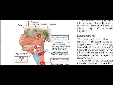 Pharynx constrictors 10