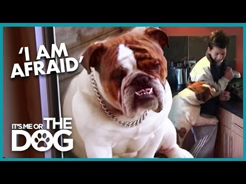 Aggressive Bulldog Bites Child's Nose | It's Me or the Dog