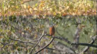 Barbara - Le soleil noir