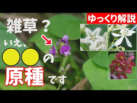 食用の果実を持つつる植物 キウイが樹冠を形成 増殖するビタミン爆弾