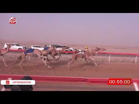  ش 8 (مياس) لـ عبدالله سالم بن رميله العامري 2:11:50 ، شارة الصندوق 2026/07/11 فطامين الوقن