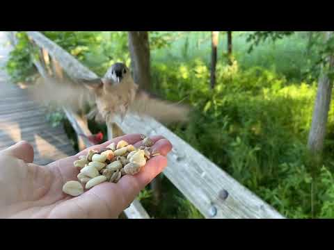 Hand-feeding Birds in Slow Mo - Blue Jay, Tufted Titmouse