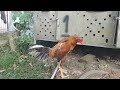 Ayam Pakhoy Kelabu Gondang Super Lock ️