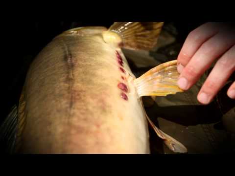 Karpfenangeln 153 Videotagebuch MLotz