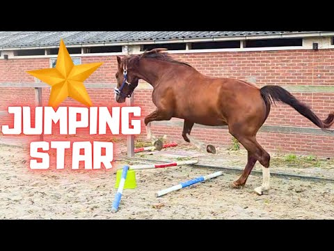 Rising Star⭐, the Jumping Dressage Horse! Does He Still Love Yfke?😍 | Friesian Horses