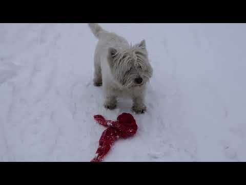 West Highland White Terrier (Westie) Bobby. How To Take Off Your Tie The Right Way