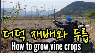 더덕 어장 덕설치와 두릅 사이 How to grow vine crops
