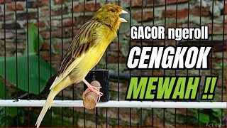 Download lagu Masteran KENARI GACOR ngeroll panjang,Cuit Cuit Emosi AMPUH bikin kenari nyaut ,Masteran MURAI BATU mp3 Download lagu Masteran KENARI GACOR ngeroll panjang,Cuit Cuit Emosi AMPUH bikin kenari nyaut ,Masteran MURAI BATU mp3