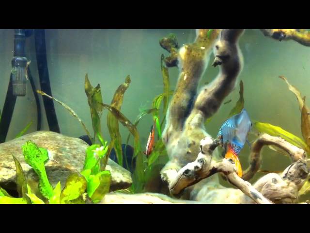 Discus fish tank setup