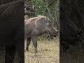Warthog