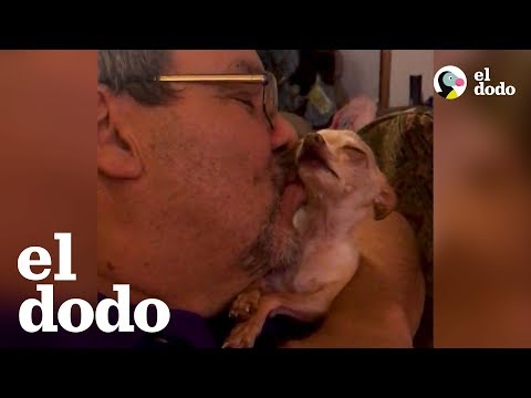 Chihuahua quiere más besos