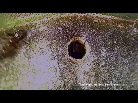 アステカアリの巣作り